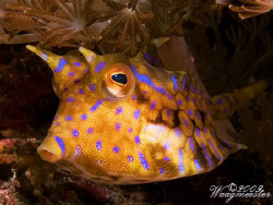 Thorny-back cowfish (Lactoria fornasini) - Crystal bay, N... by Marco Waagmeester 